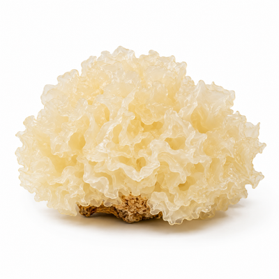 Tremella