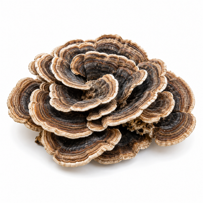 Turkey Tail