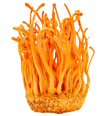 Cordyceps