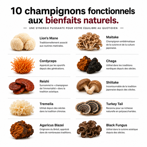 Gummies Champignon Premium – 10 Champignons Fonctionnels – 60 Gummies