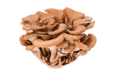 Maitake