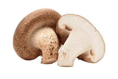 Agaricus