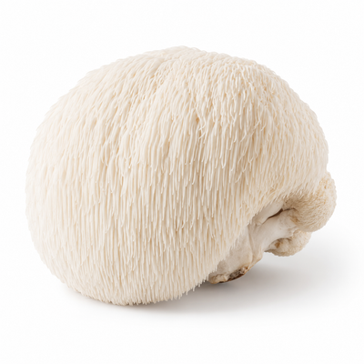 Lion's Mane