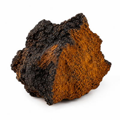 Chaga