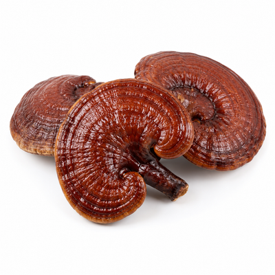 Reishi